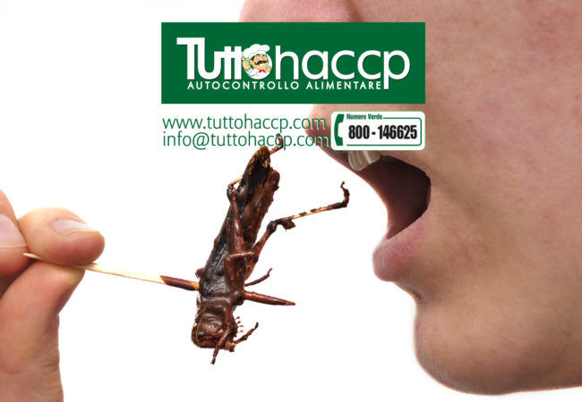 mangiare-insetti