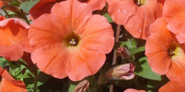 Petunie-OGM Petunie-OGM