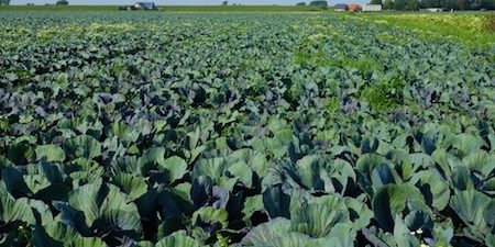 controllo-utilizzo-fitosanitari-2016