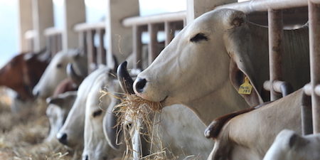 piano-nazionale-residui-relazione-2016 piano-nazionale-residui-relazione-2016