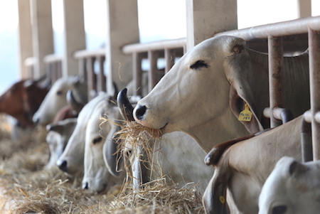 piano-nazionale-residui-relazione-2016