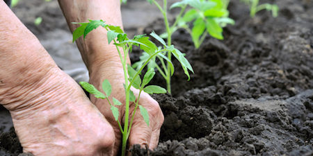 regolamento-agriclatura-bio regolamento-agricoltura-biologica